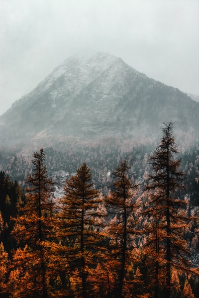 大雾笼罩的山附近的棕色松树